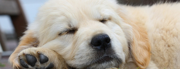 Pets deserve all-inclusive vacation packages, too!
