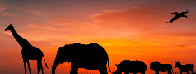 Wildlife Tours