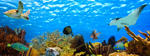 Best Places to Snorkel in the Caribbean