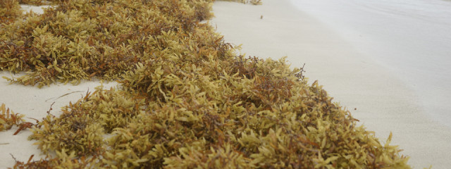 Beach seaweed: what it is and how it affects vacation
