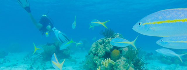 Scuba diving in Cuba: 2018 guide